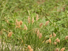 Carex duriuscula rigescens