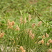 Carex duriuscula rigescens - Photo (c) Zhuofei Lu, some rights reserved (CC BY-NC-SA), uploaded by Zhuofei Lu