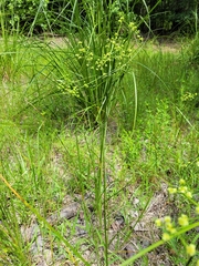 Cyperus pseudovegetus