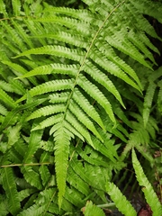 Christella acuminata
