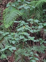 Mussaenda shikokiana