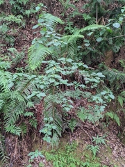 Mussaenda shikokiana