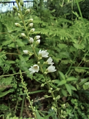 Lysimachia fortunei