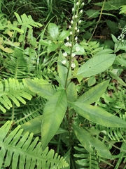 Lysimachia fortunei