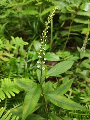 Lysimachia fortunei