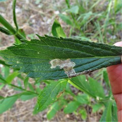 Calycomyza verbenae