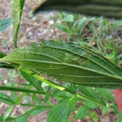 Calycomyza verbenae