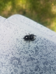 Phidippus audax