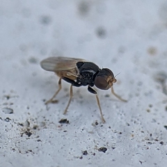 Oscinellinae