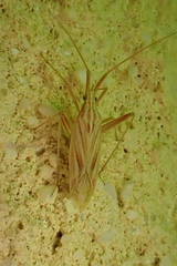 Miridius quadrivirgatus