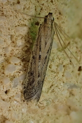 Homoeosoma nebulella