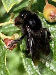 Bombus rupestris