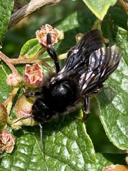 Bombus rupestris