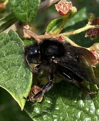 Bombus rupestris