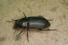 Harpalus dimidiatus