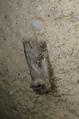 Parahypopta caestrum