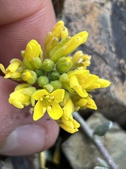 Physaria alpestris