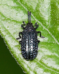 Microrhopala excavata