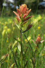 Castilleja gracillima