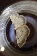 Idaea politaria