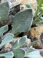 Physaria alpestris