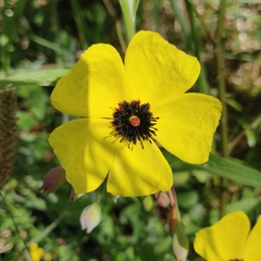 Tuberaria globulariifolia