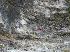 Oresitrophe rupifraga