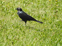 Euphagus