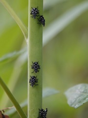 Lycorma delicatula