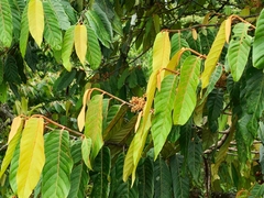 Virola sebifera