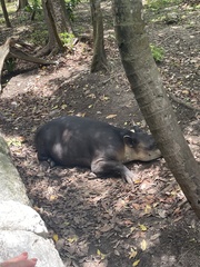 Tapirus