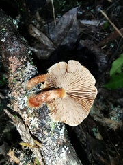 Pholiota multicingulata