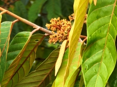 Virola sebifera