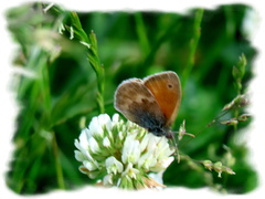 Coenonympha pamphilus