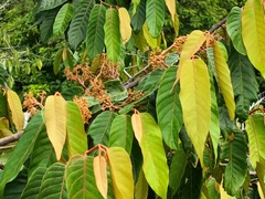 Virola sebifera