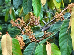 Virola sebifera