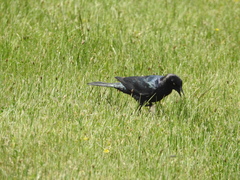 Euphagus