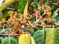 Virola sebifera