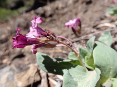 Cycladenia humilis