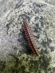 Pseudopolydesmus canadensis