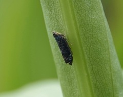 Scaphytopius frontalis