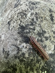 Pseudopolydesmus canadensis