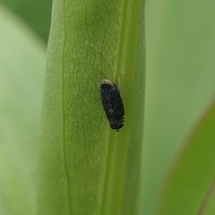 Scaphytopius frontalis