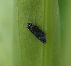 Scaphytopius frontalis