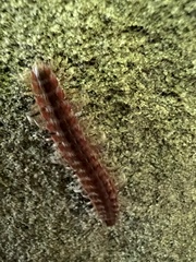 Pseudopolydesmus canadensis