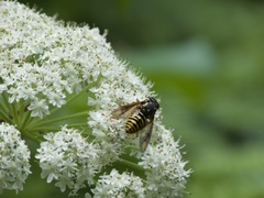 Temnostoma alternans