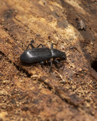 Xylopinus saperdoides