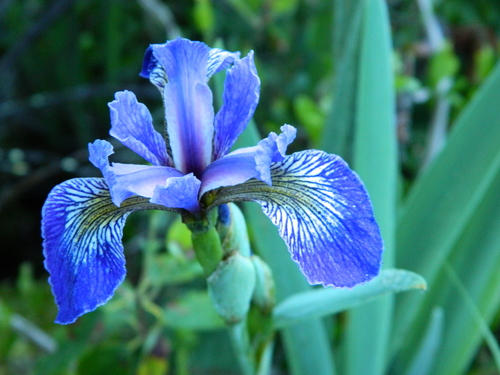 Iris versicolor