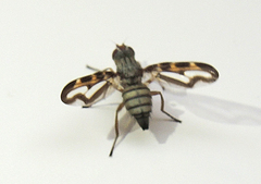 Otites lamed