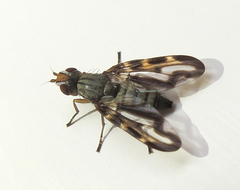 Otites lamed